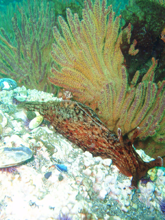  Aplysia californica (Spotted Sea Hare)